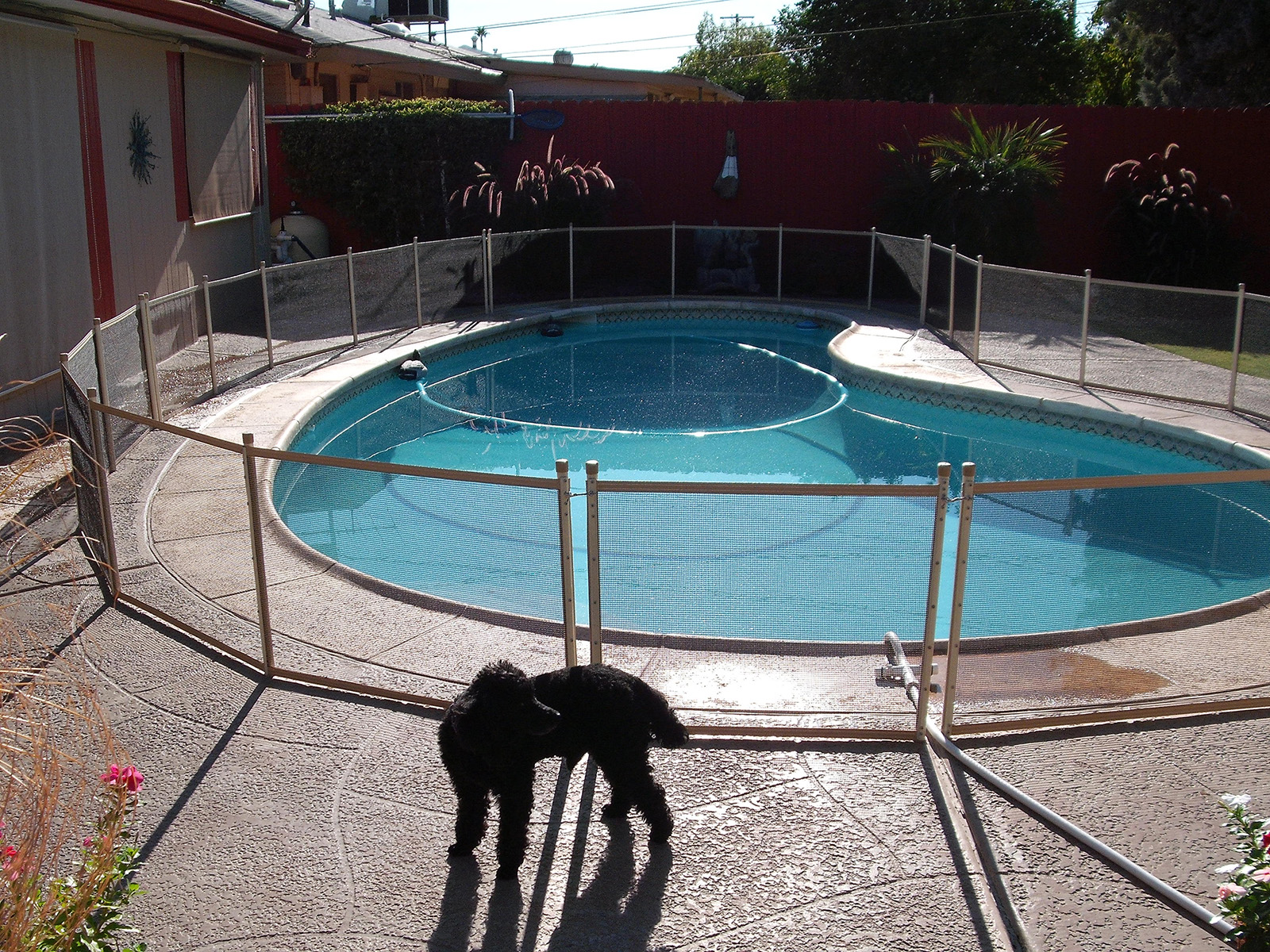 3 foot dog fence for pool
