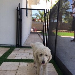 pool fence for dogs