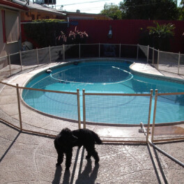 3 foot dog fence for pool